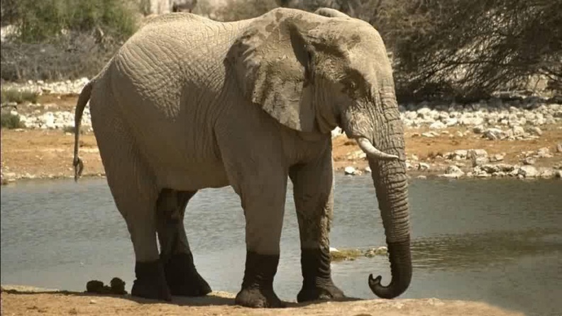 1024Elephant553 (16-9)